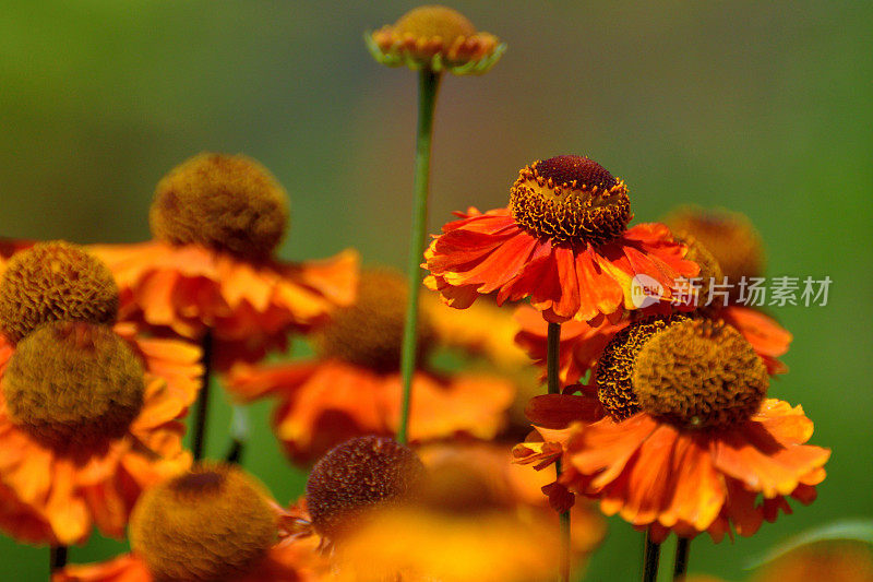 Rudbeckia /黑眼苏珊/圆锥花